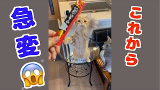 久々にチュールを与えたら、興奮しすぎて飼い主に噛みついてしまった猫 #shorts