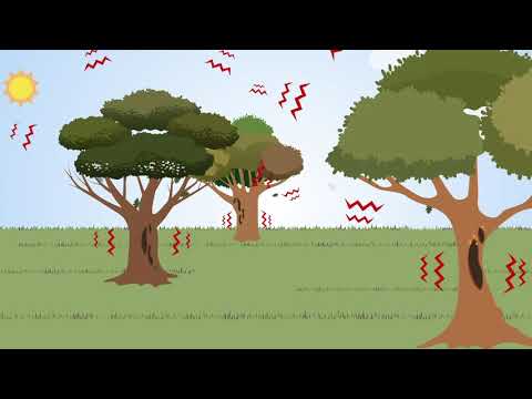 What are effects of plant disease?