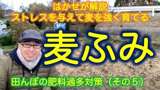 はかせが解説「ストレスを与えて麦を強く育てる麦ふみ」（田んぼの肥料過多対策その５）