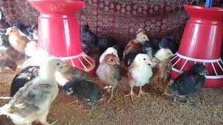 15 days giriraja chickens 110gm #poultryfarming