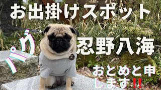 お出掛けスポットご紹介🐶💕【2022年5月】忍野八海