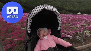 [VR180 5.7k] Fuji Shibazakura (Moss phlox) Festival - Near Lake Motosuko, Japan | Vuze XR 180° 3D