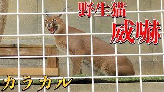 野生ネコ「カラカル」の威嚇〜怒る中型のネコ科動物〜