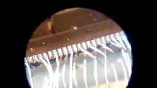Old Intel Cpu under microscope