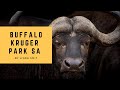 A herd of buffalos crossing the road while driving through Kruger Park South Africa