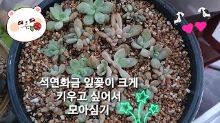 예쁜석연화금잎꽂이 상토 듬뿍 분갈이 콩나물 같이 쑥쑥 자라주렴 ♡/succulent companion plants/breeding repotting