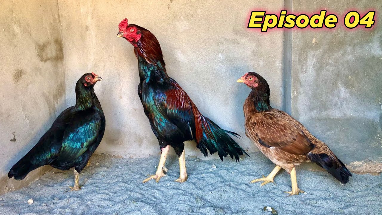 Pets Vlog Episode 04 Youtube