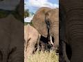 Elephants in Tarangire National Park #travel #africa #tanzania #wildlife  #elephant #babyelephant