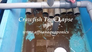 Affnan's Aquaponics - Crawfish Time Lapse