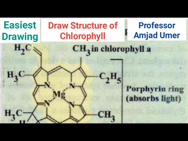 Chlorophyll Diagram