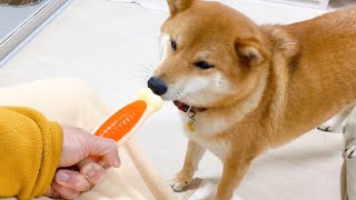 柴犬まめことハーツデンタルボーンL