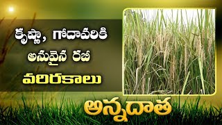 Rabi Paddy Varieties | For Krishna Godavari Delta