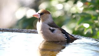 権現山バードサンクチュアリのシメ（雄）の水浴び　その５（4K60P動画）