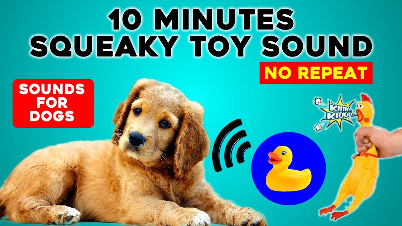 10 Minutes Dog Toy Squeaky Toy Sound No Repeat Youtube