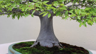 Pacific Bonsai Museum, Seattle