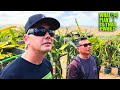 AMAZING DRAGON FRUIT FARM TOUR with the Owner of Oceanside Dragon Fruit Leonardo Aguila