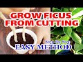 Grow Ficus From Cuttings | Golden Ficus Cutting - Sprouting Seeds