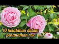 10 Kesalahan dalam penanaman Ros/Mawar | Rose care