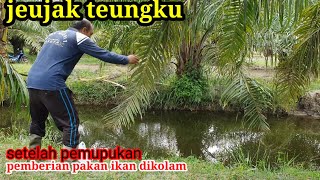 PEMBERIAN PAKAN IKAN DI KOLAM PERKEBUNAN SAWIT DAN PENGECEKAN LAHAN