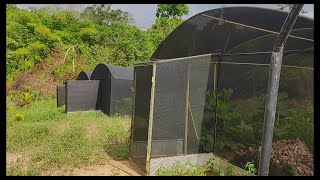 Inside Trisolace Company: Snail Farming and Greenhouse Construction