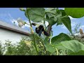 Бджола Тесляр — велика чорна синя бджола Ксилокопа carpenter bee large black blue bee xylokopa