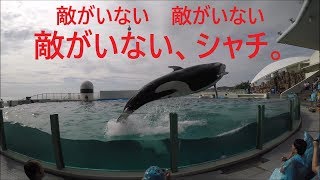 鴨川シーワールド　２０１９　シャチパフォーマンス　５９８　敵がいないシャチをゴープロの４Ｋで撮ってみた　killerwhale show