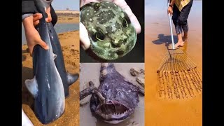 AMAZING Nelayan Cina Berburu Beragam Hewan Laut di Pantai #25 🐙🦞Menangkap Seafood | Sea Creatures