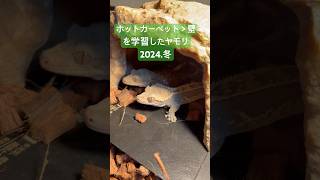 【クレステッドゲッコーがかわいいだけの動画②⑤】 #reptiles #爬虫類 #クレステッドゲッコー #ヒョウモンリクガメ #フトアゴヒゲトカゲ