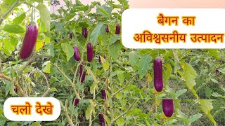 बैगन का अविश्वसनीय उत्पादन (incredible production of brinjal)