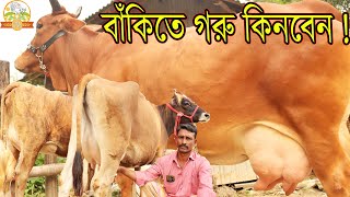 বাঁকিতে গরু কিনবেন ! লোক ছাড়া আসলেই ২০ হাজার টাকা কম। বাঘাবাড়ীর জার্সি ও ইন্ডিয়ান গরুতে ২৫ লিটার দুধ