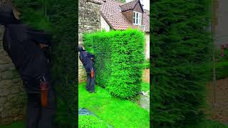 Beautiful Garden Work ☘️ #satisfying #mowing #amazing #gardenwork #lawncare