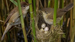 Reed Warblers: Secret Life of a Cuckoo Host | Cuckoo & Reed Warbler Part 1 | Robert E Fuller