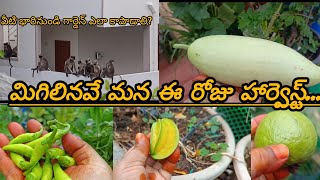 వీటి భారినుండి గార్డెన్ ఎలా కాపాడాలి? |మిగిలినవే మన ఈ రోజు హార్వెస్ట్.... |Monkey's🐒🐒|harvest...