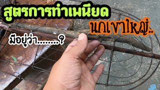 สูตรการทำเพนียดนกเขาใหญ่..มีอยู่ว่า...