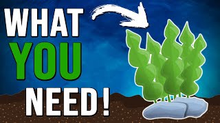 Best Substrate For Aquarium Tanks | What Substrate Do you REALLY Need? - MR BRIGHTFRYED