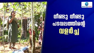 Ernakulam | എറണാകുളം കോതമംഗലത്ത് നീളംകൊണ്ട് ഗിന്നസ് റെക്കോർഡിലേക്ക് ഉയരുകയാണ് ഏതാനും കൗതുക പടവലങ്ങകൾ