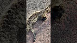 【女子キジトラ猫ツンデレちゃん】のびのび気持ちいいニャンよ‼️😸#地域猫 #公園猫 #cat #shorts