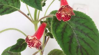 Kohleria#kohleria bakımı#keşfet #çiçek #komşuçatlatan#japon küpelisi