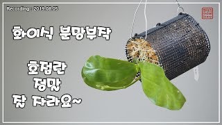 호접란  \