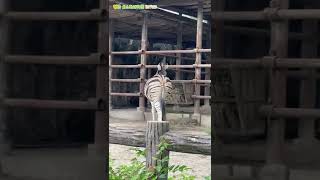 【東山動植物園公式】来てくれた！！と思ったら、違いました😭w《 チャップマンシマウマ　シマウマ 》 #short