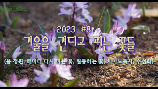 2023 #8  겨울을 견디고 피는 꽃들(봄 정원, 해마다 다시 피는 꽃, 월동하는 꽃, 치아노독사, 수선화 )