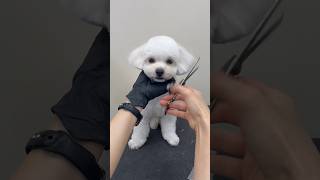 말티푸 알머리컷 강아지 미용 과정 #shorts #maltipoo #안양애견미용