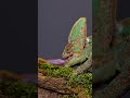 watching this chameleon s lightning fast strike on its prey chameleon phikphikmykitty