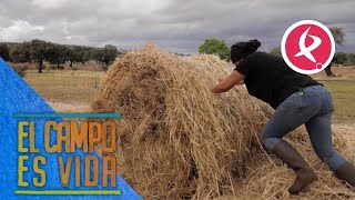 A Chabeli se le complica la tarea de repartir la alpaca de heno redonda | El campo es vida