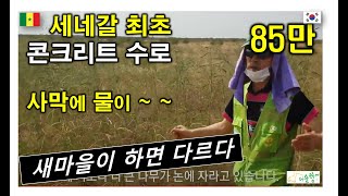 아프리카 벼 재배. 사막땅에 세네갈 최초 콘크리트 수로를 만드니...