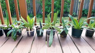 Sophie's Garden 亚洲兜兰近况 Paphiopedilum