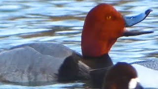 Redhead duck call sound, bathing, diving | Bird