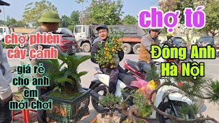 chợ phiên cây cảnh -  giá rẻ cho anh em mới chơi - chợ TÓ - Đông Anh  - Hà Nội