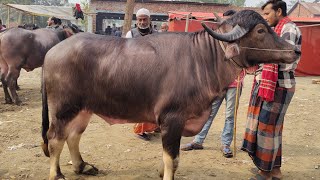 ৩১/১/২৫/পাঁচবিবি হাটে প্রচুর মহিষের আমদানি হয়েছে, সকল কোয়ালিটি মহিষের দাম জানুন।