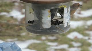 bird feeder 2025 Jan 23 16:11